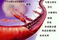 [ͼ]��Ѫ�ܵ���������